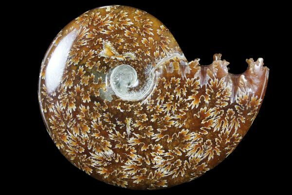 A polished ammonite from Madagascar displaying the prominent "oak leaf" shaped sutures of the genus Cleoniceras